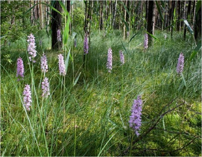 Пальчатокоренник, или Дактилориза пальчатокоренник Palmate root, or Dactylorhiza palmate root