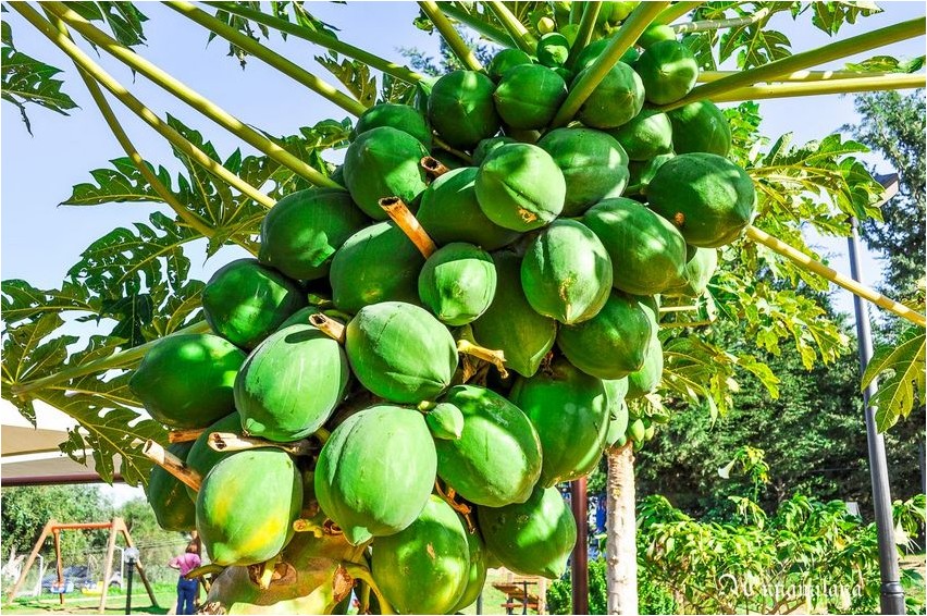 Papaya Papaya
