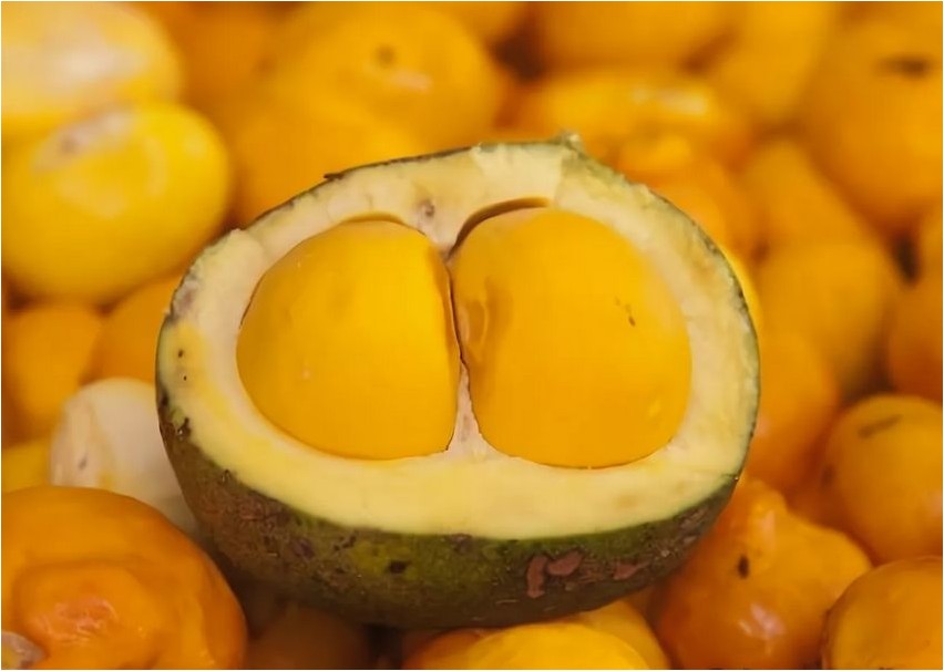 Пекуи пекуи Pequi Pequi