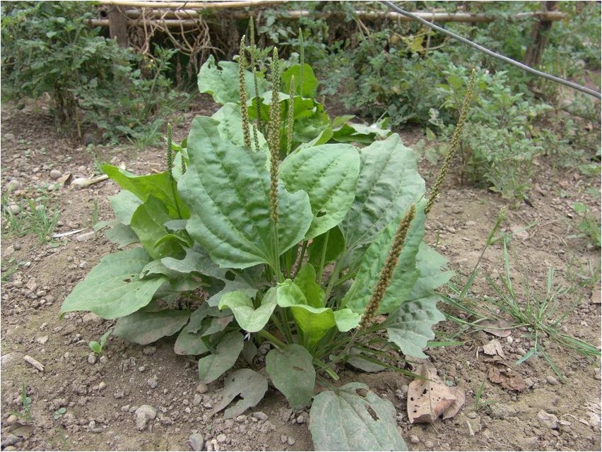 Teeleht (Plantago major)