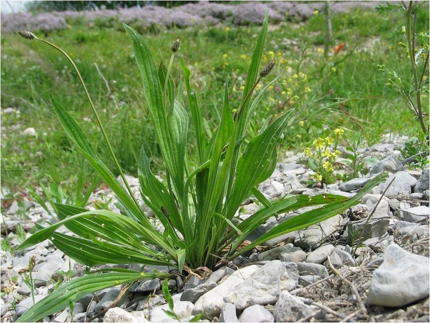 Подорожник ланцетолистный подорожник Plantain lanceolate plantain