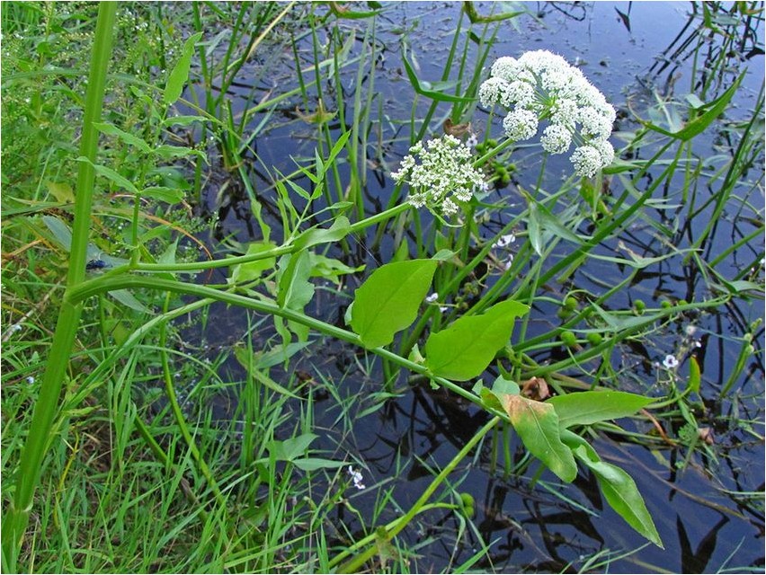 Поручейник широколистный поручейник Tavaline puder