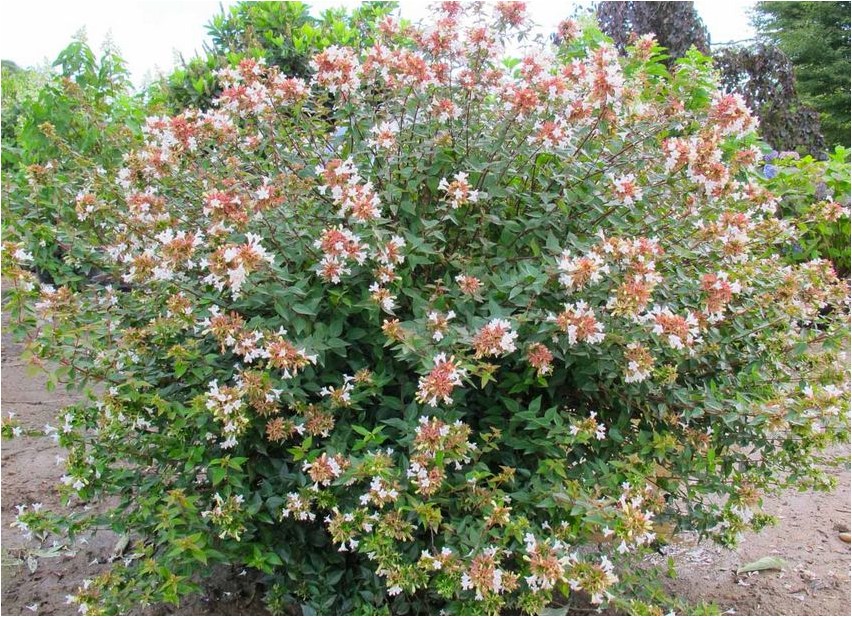 Abelia abelia