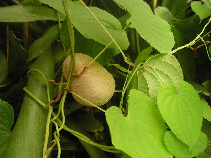 Диоскорея разноцветная диоскорея Dioscorea kirev Dioscorea