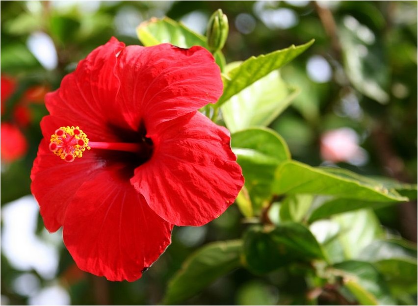 Гибискус китайский гибискус Hibiscus Hiina hibisk