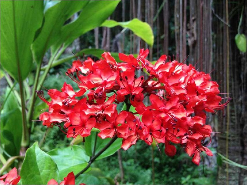 Клеродендрум блестящий клеродендрум Harilik lõvilõug (Clerodendrum splendens)
