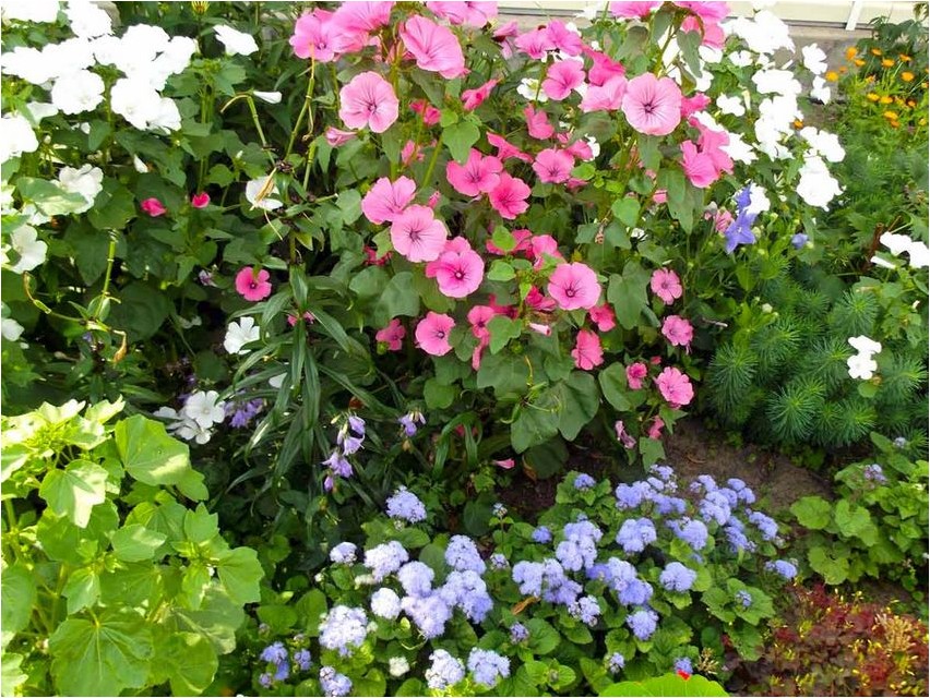 Lavatera Lavatera