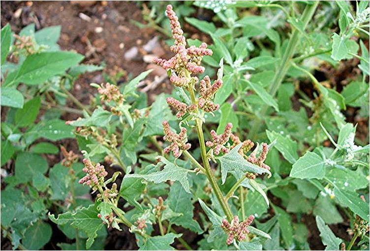 Лебеда раскидистая лебеда Quinoa verbreitet Quinoa