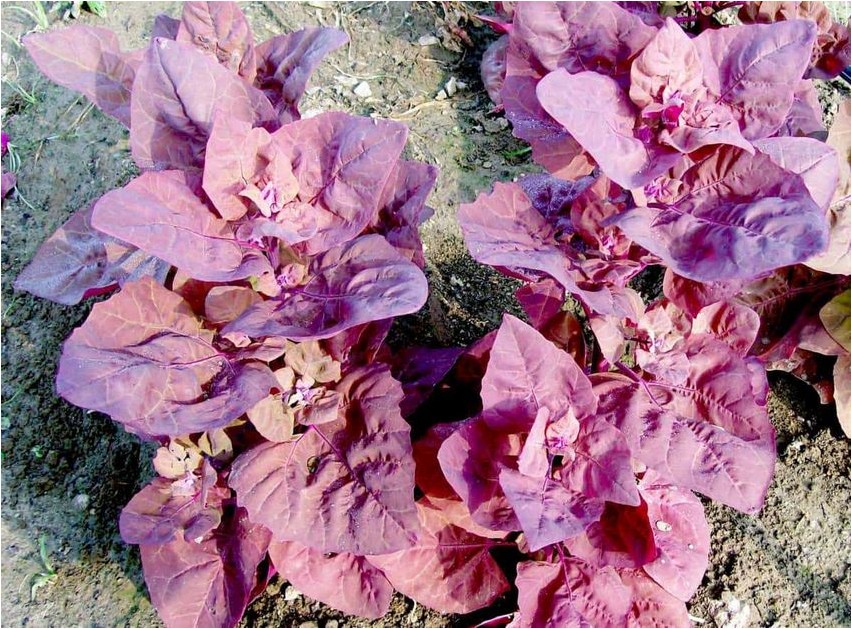 Quinoa rosa Quinoa