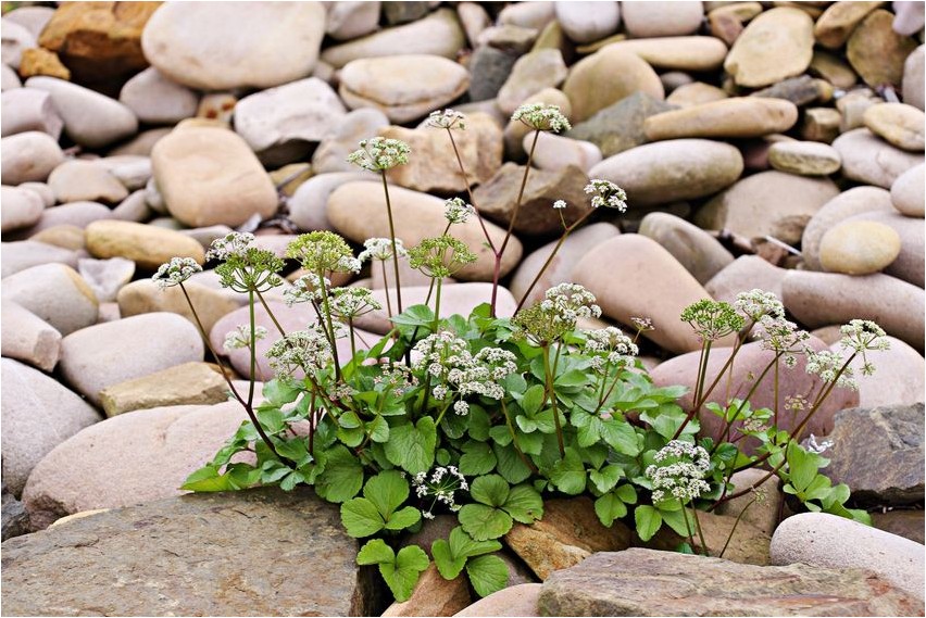 Лигустикум шотландский лигустикум Šoti ligustikum