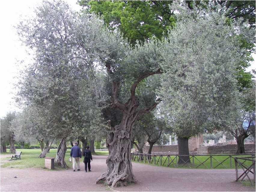 Olive tree (Olea europaea)