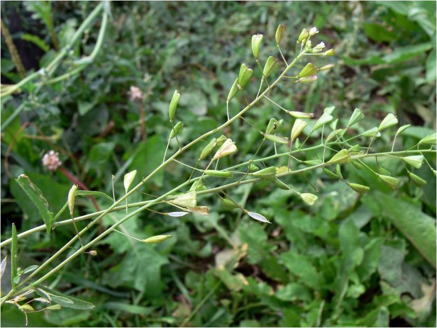 Common shepherd's purse