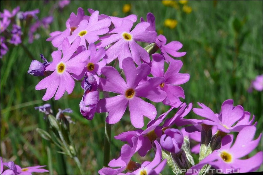 Первоцвет мучнистый первоцвет Priimula jahune priimula