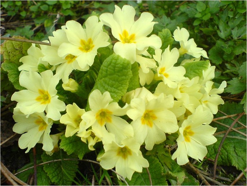 Priimula harilik priimula