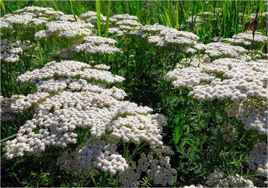 Artemisia suurpea-koirohi
