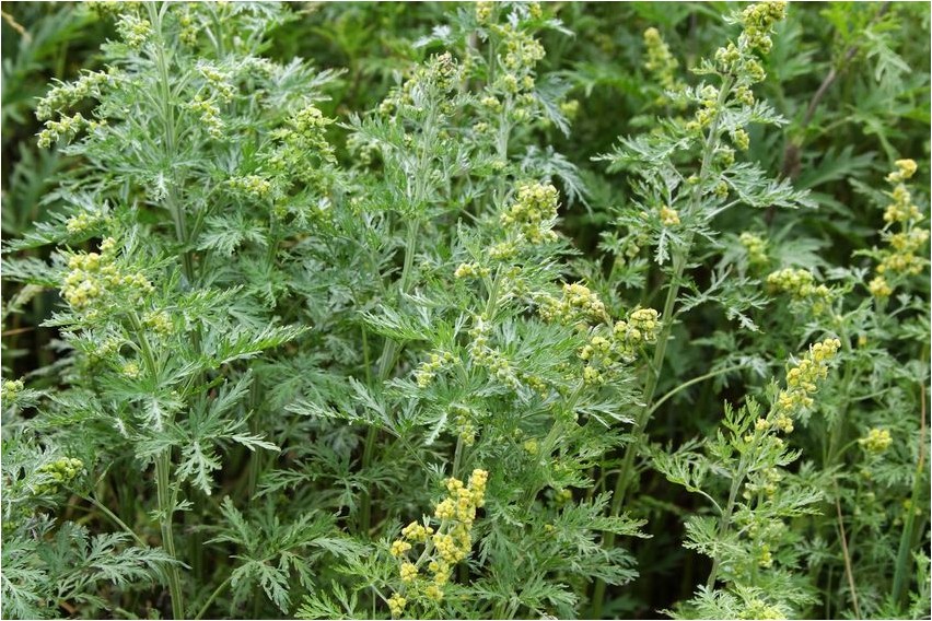 Artemisia sieversa sieversa