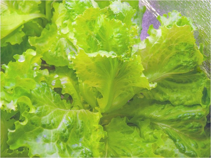 Салат листовой салат Salatsalat