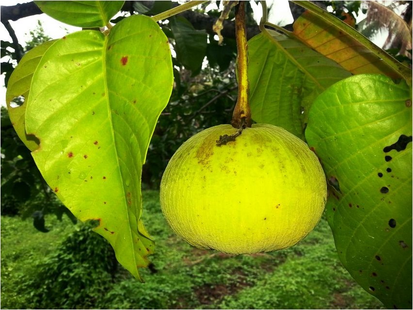 Santol santol