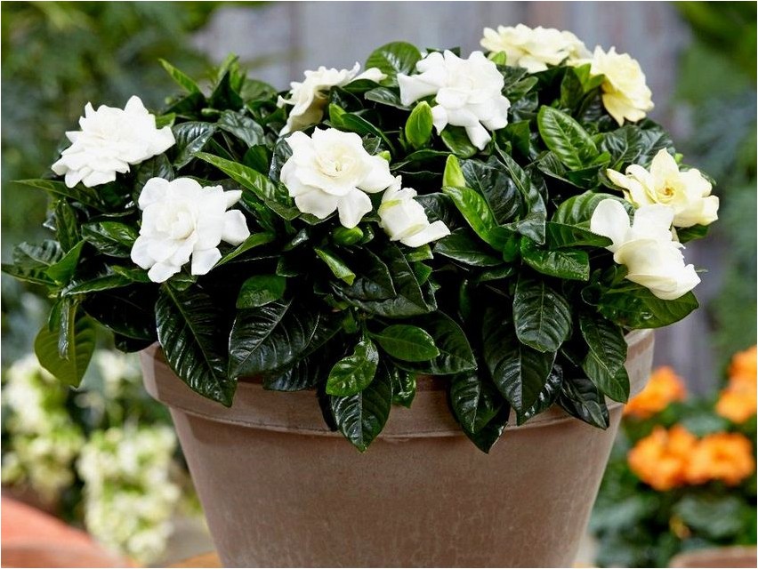 gardeenia gardeenia