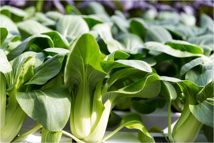 Pak-Choi-Kohl