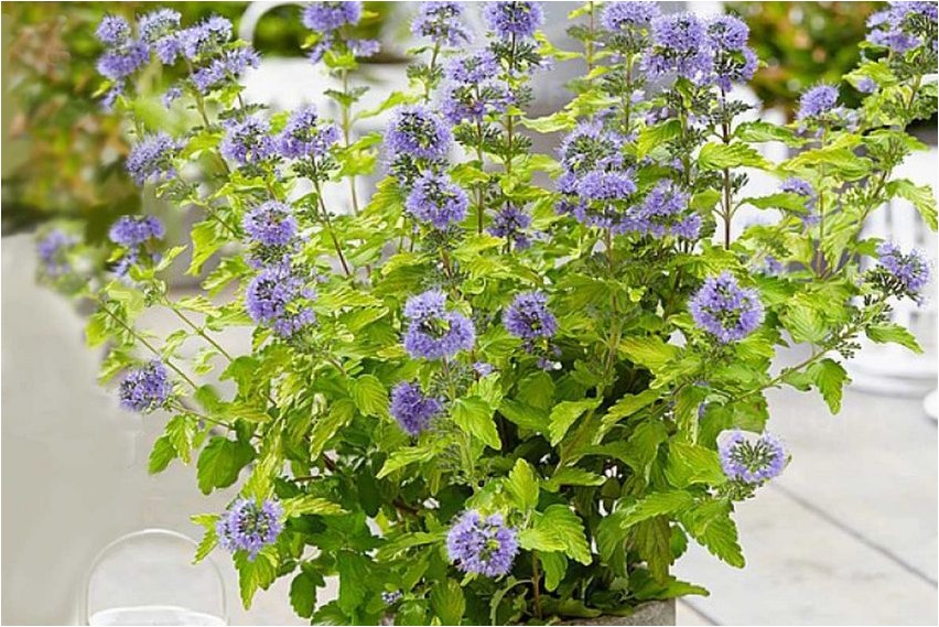 Кариоптерис кариоптерис Karyopteris karyopteris