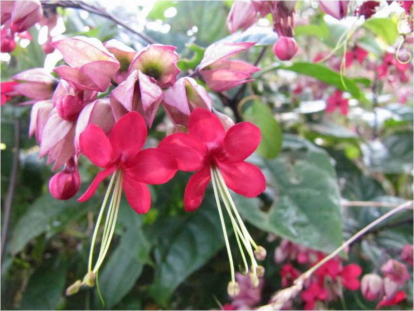 Клеродендрум госпожи Томсон клеродендрум Frau Thomson clerodendrum clerodendrum