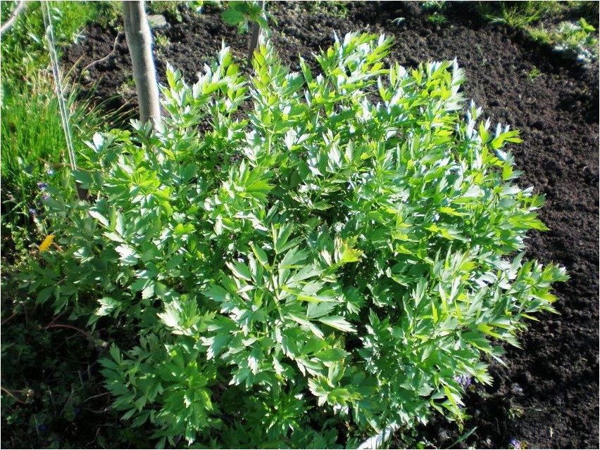 Любисток любисток lovage lovage