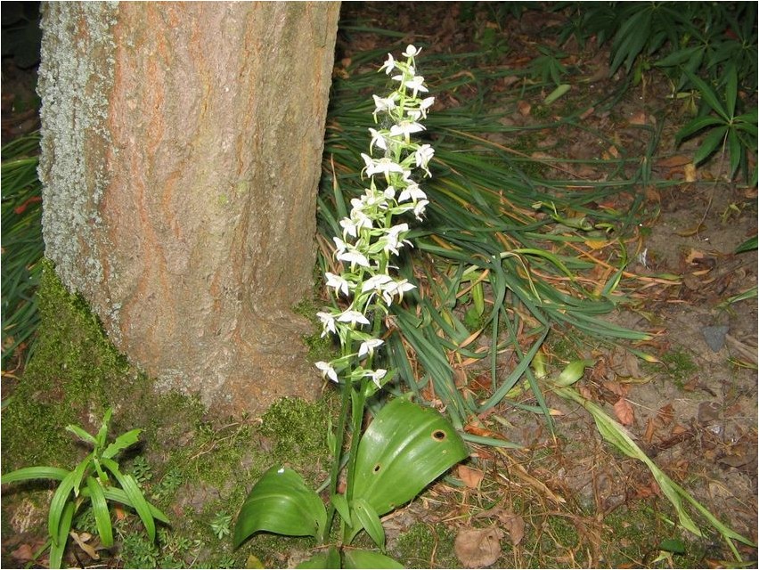 Любка двулистная двулистная Zweiblättriges Orchideenkraut