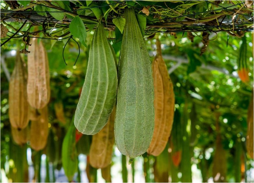 Luffa luffa