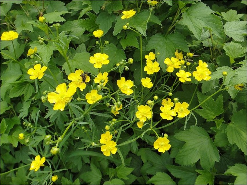 Buttercup lähedal võikas