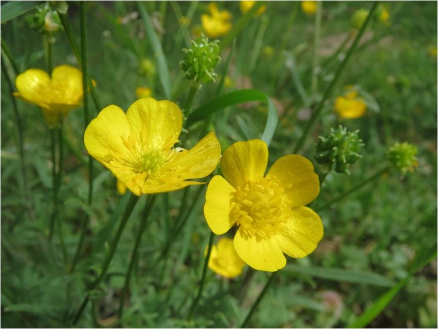 Buttercup söövitav buttercup
