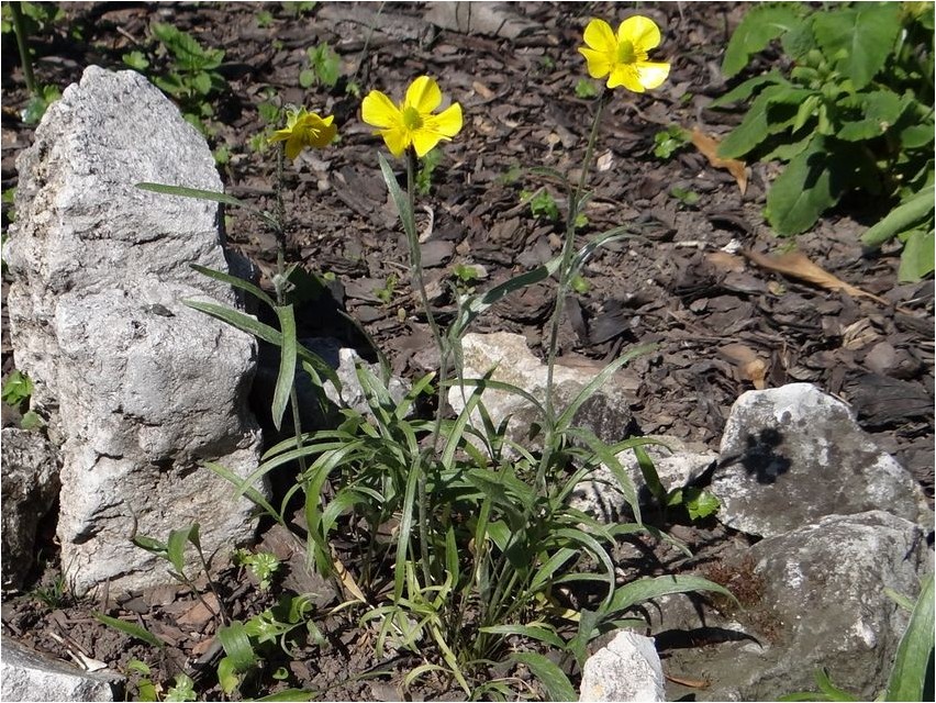 Buttercup Illüüria võikas