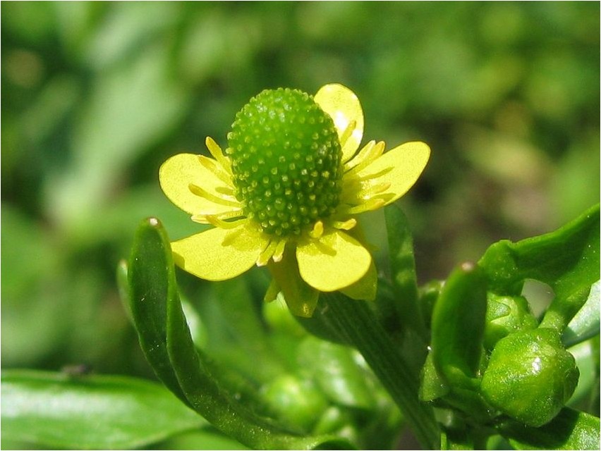 Лютик ядовитый лютик Butterblume giftige Butterblume