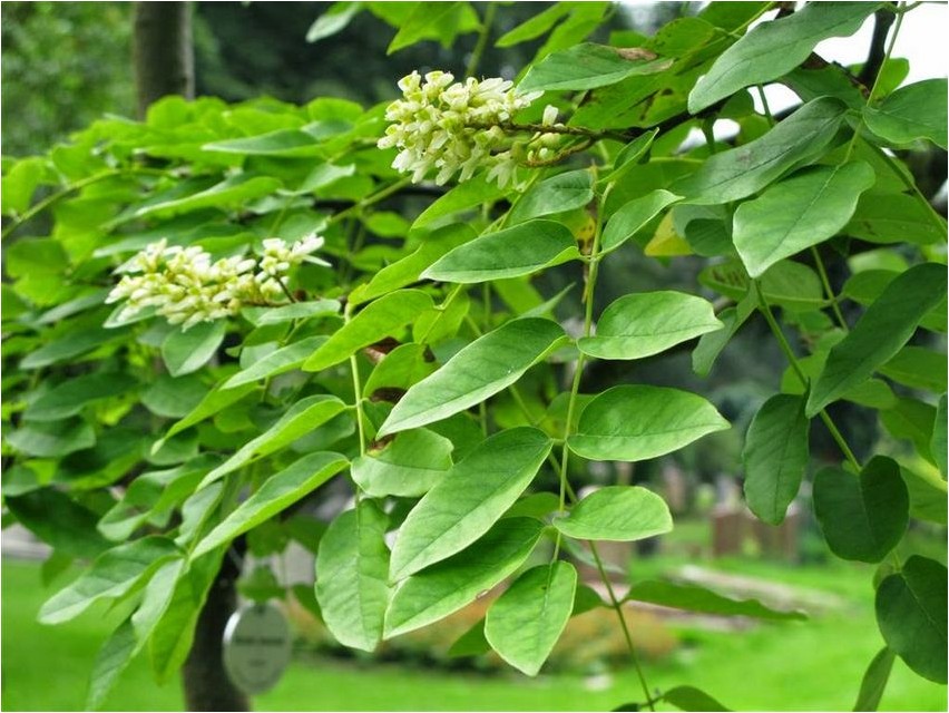 Маакия амурская маакия Маакия амурская маакия