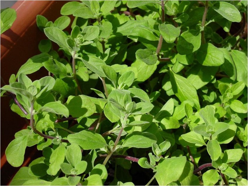 Майоран майоран Majoraan majoraan