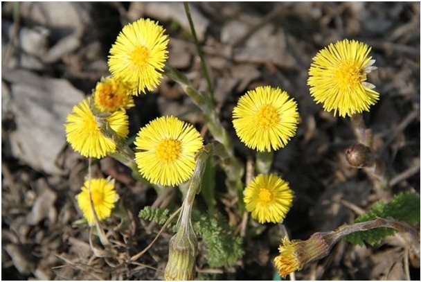 Мать-и-мачеха мать-и-мачеха Coltsfoot coltsfoot