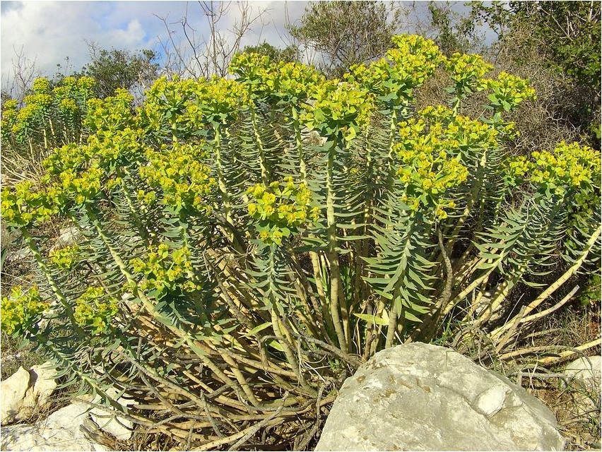 Молочай прибрежный молочай Coastal spurge