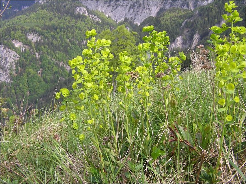 Молочай пурпуровый молочай Euphorbia lila Wolfsmilch