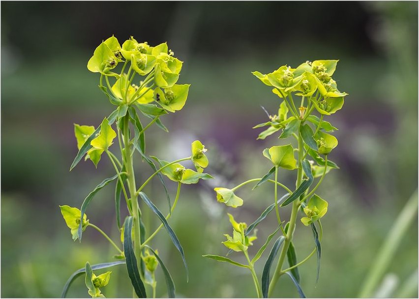 Euphorbia waldstena waldstena