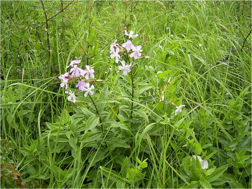 Soapwort officinalis