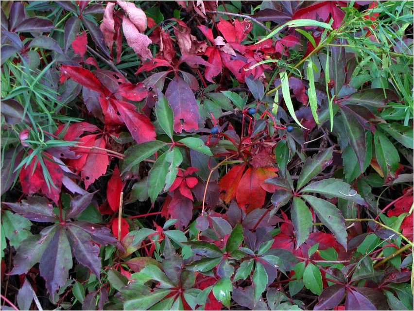 Партеноциссус партеноциссус Parthenocissus parthenocissus