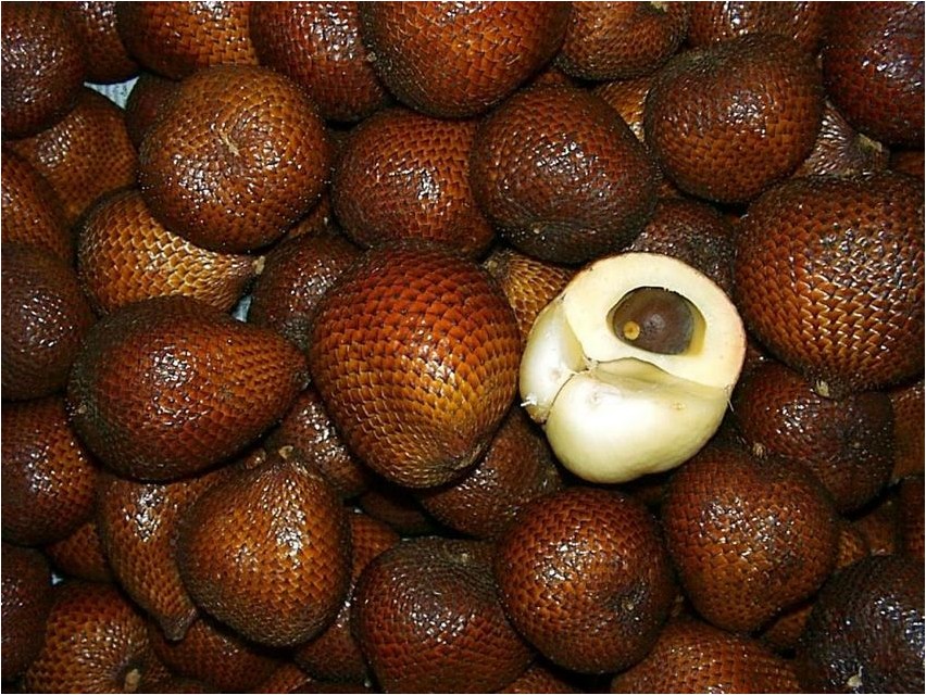Салак салак Salak salak