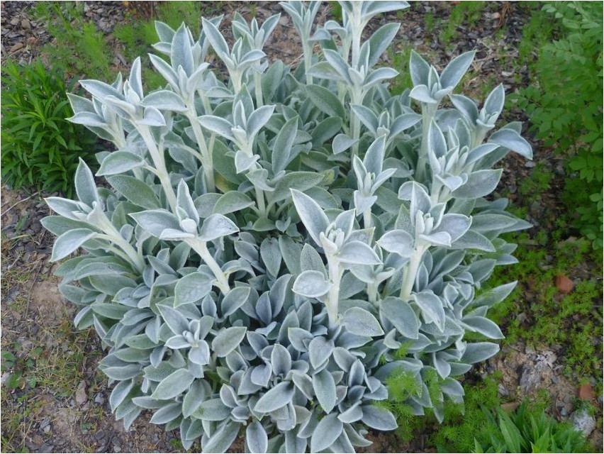 Stachys stachys