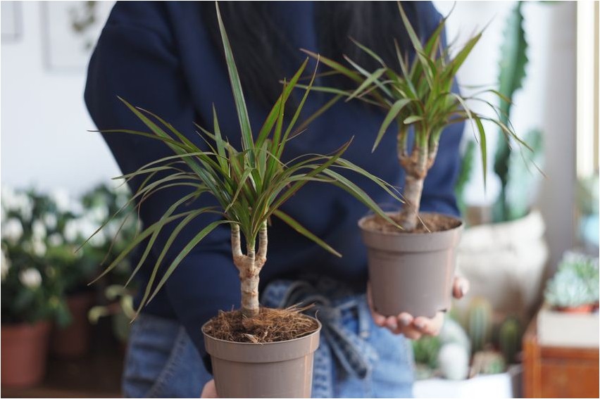 Драцена окаймлённая драцена Dracaena Fransen Dracaena