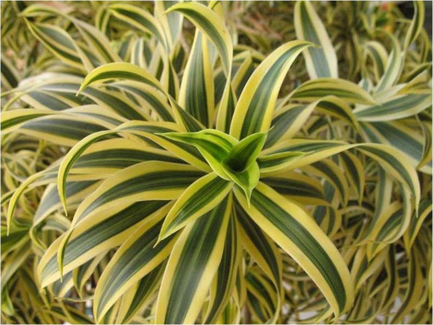 Драцена отогнутая драцена Dracaena reflexum dracaena
