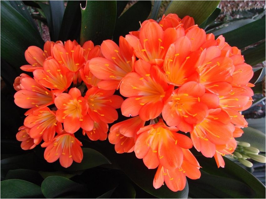 Кливия киноварная кливия Clivia Zinnober Clivia
