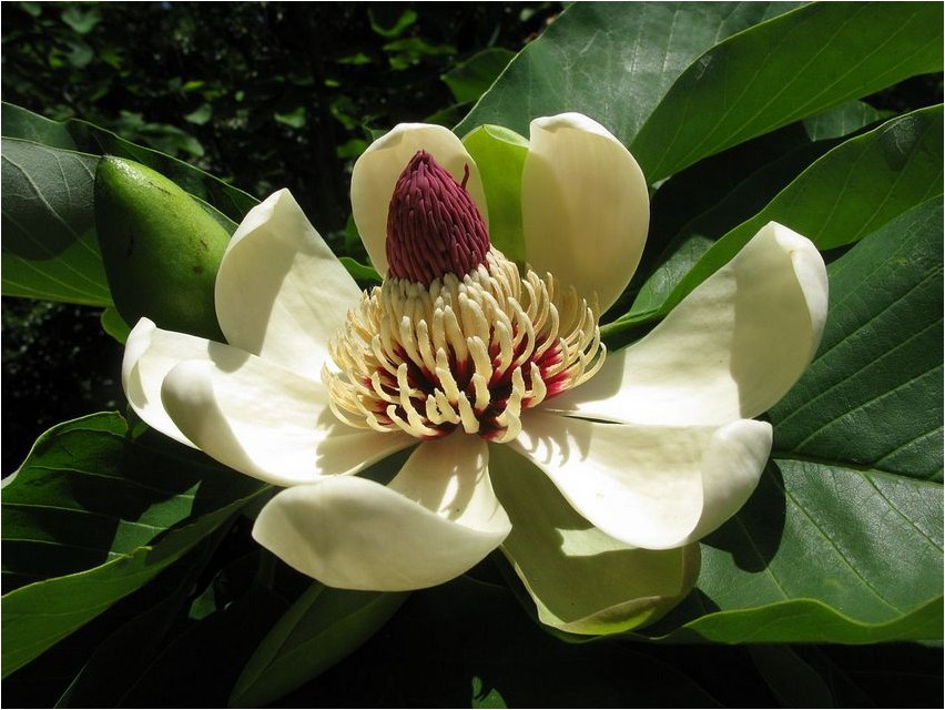 Magnolia obovate magnoolia