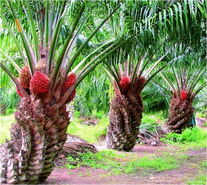 Õlipalm ehk Eleis palma