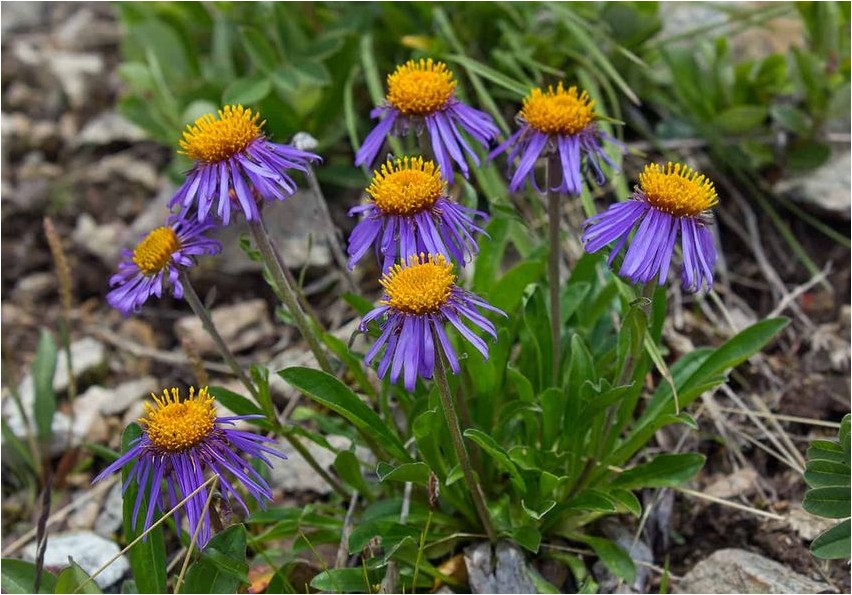 Мелколепестник мелкоудлиненный мелколепестник Längliches Berufkraut (Erigeron fleabane)