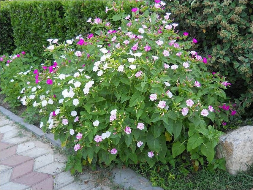 Mirabilis multiflora mirabilis